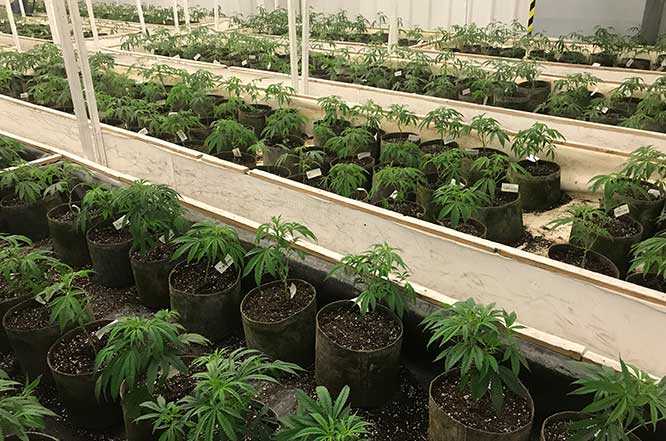 combined heat and power for cannabis cultivation
